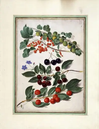 Cherries, redcurrants and gooseberries, by Johann Jakob Walther