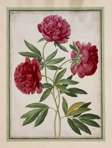 Paeonies (Paeonia officinalis), by Johann Jakob Walther