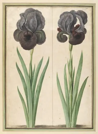 Similacrum Scenographicum Celeberrimi Horti Itzeinensis, by Johann Jakob Walther