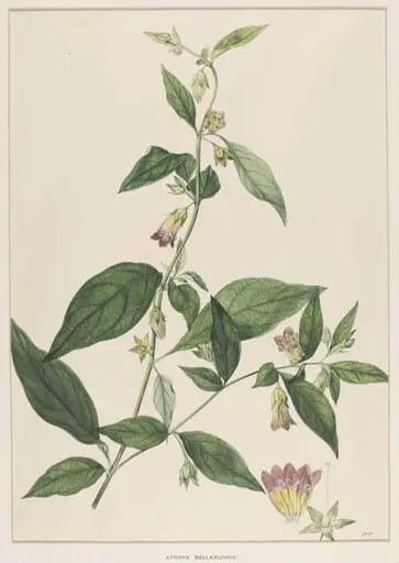 Atropa Belladonna, by Johann Knapp