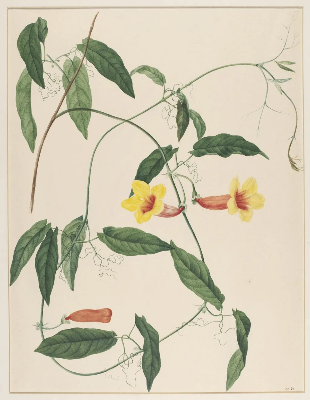 Bignonia Capreolata, by Johann Knapp, watercolor