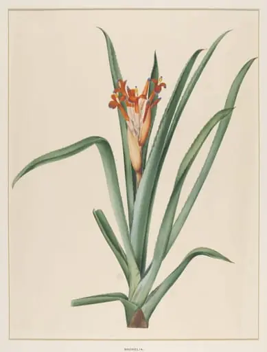 Bromelia