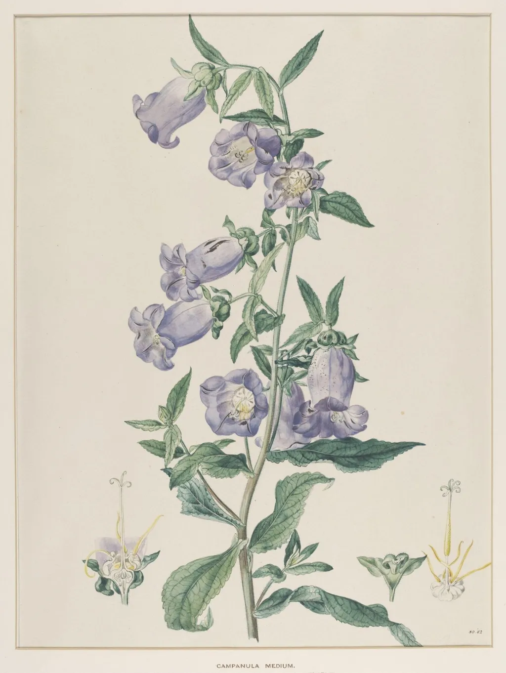 Campanula Medium, by Johann Knapp, watercolor, 1850