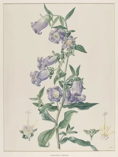 Campanula Medium, by Johann Knapp