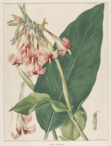 Canna Iridiflora, by Johann Knapp