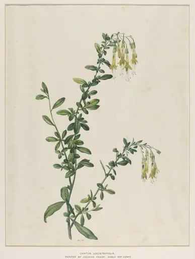 Cantua Ligustrifolia, by Johann Knapp