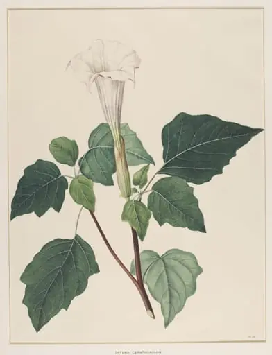 Datura Ceratocaulon, by Johann Knapp