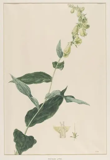 Digitalis Lutea, by Johann Knapp