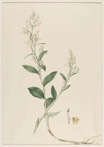 Epipactis Ensifolia, by Johann Knapp