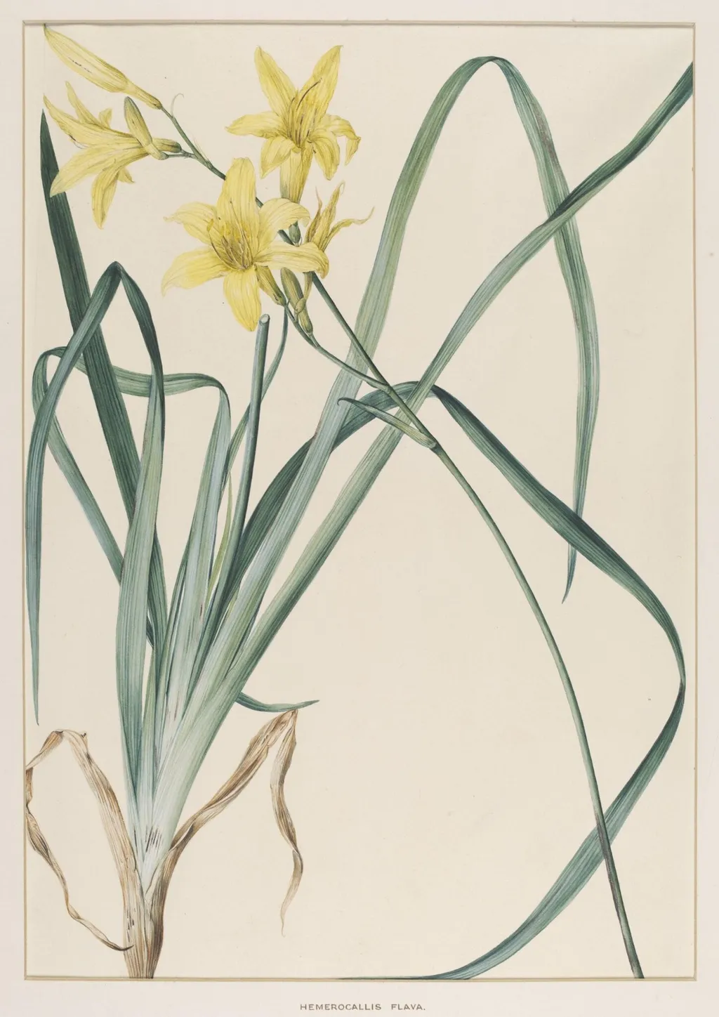 Hemerocallis Flava, by Johann Knapp, watercolor