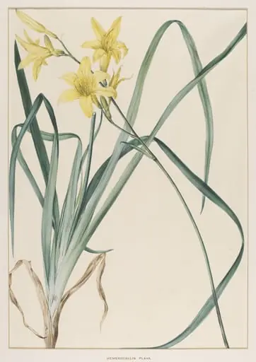Hemerocallis Flava