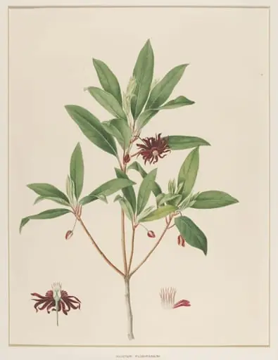 Illicium Floridanum, by Johann Knapp
