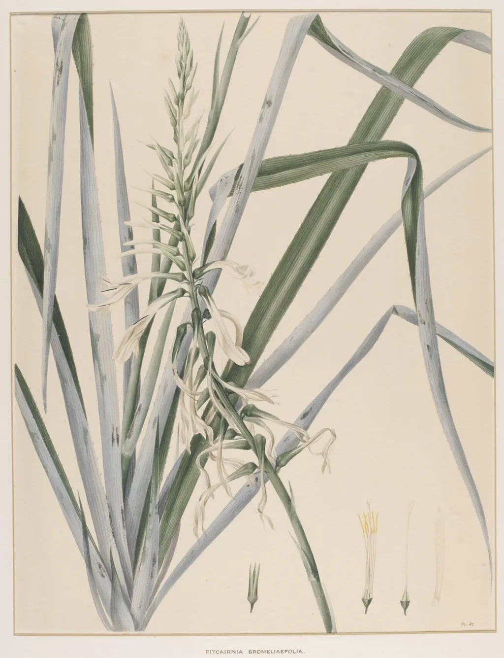 Pitcairnia Bromeliaefolia, by Johann Knapp, watercolor