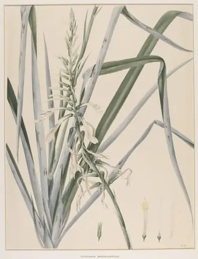 Pitcairnia Bromeliaefolia, by Johann Knapp