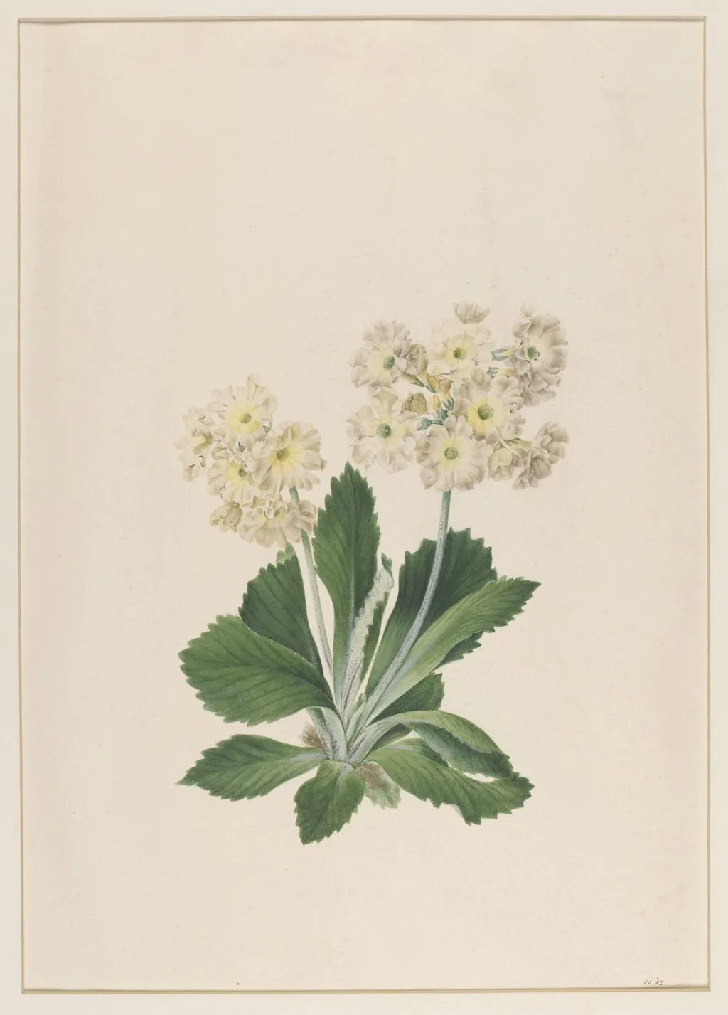 Primula Auricula, by Johann Knapp, watercolor