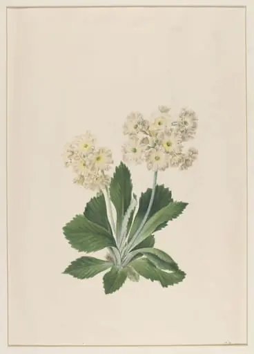 Primula Auricula, by Johann Knapp