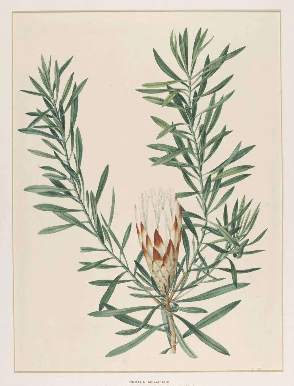 Protea Mellifera, by Johann Knapp, watercolor