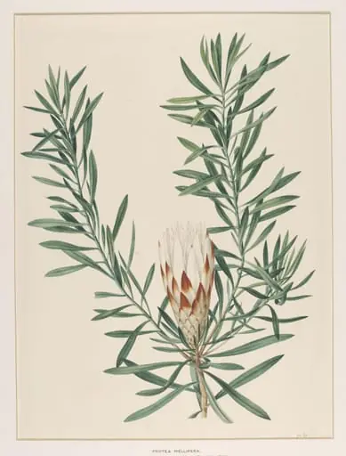 Protea Mellifera, by Johann Knapp