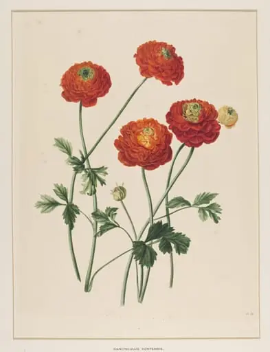 Ranunculus Hortensis, by Johann Knapp