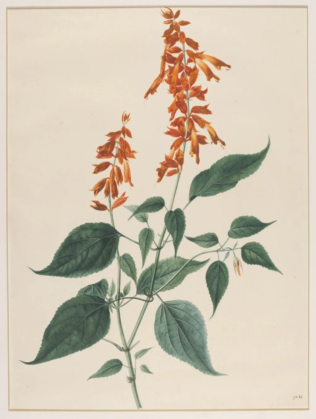 Salvia Splendens, by Johann Knapp, watercolor