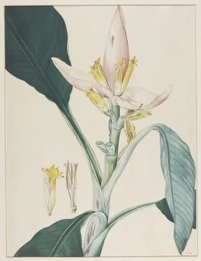 Untitled, by Johann Knapp