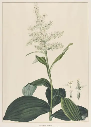 Veratrum Album, by Johann Knapp