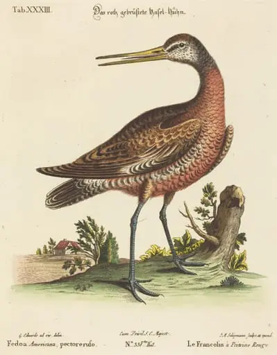 Fedoa Americana, pectore ruso, by Johann Michael Seligmann