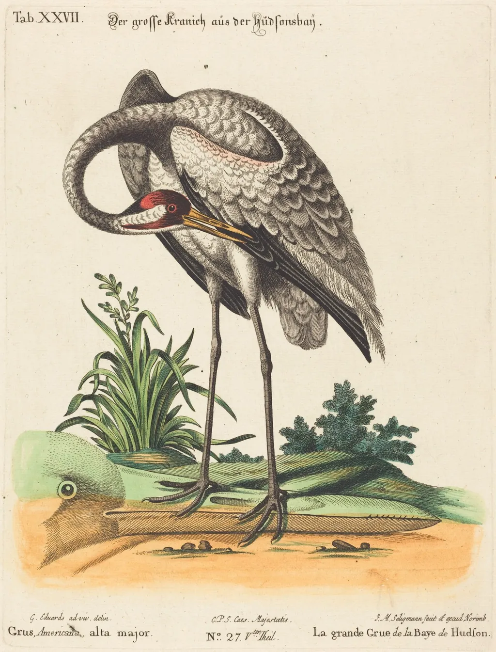 Grus Americana, alta major, by Johann Michael Seligmann, ink, 1741