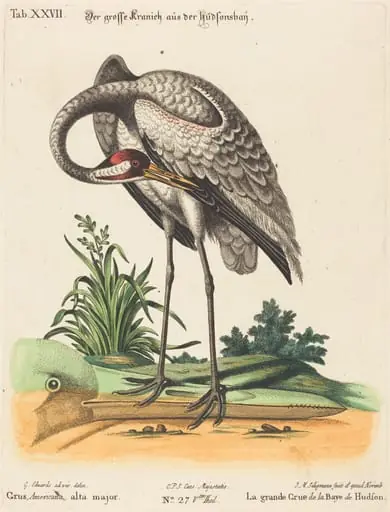 Grus Americana, alta major, by Johann Michael Seligmann