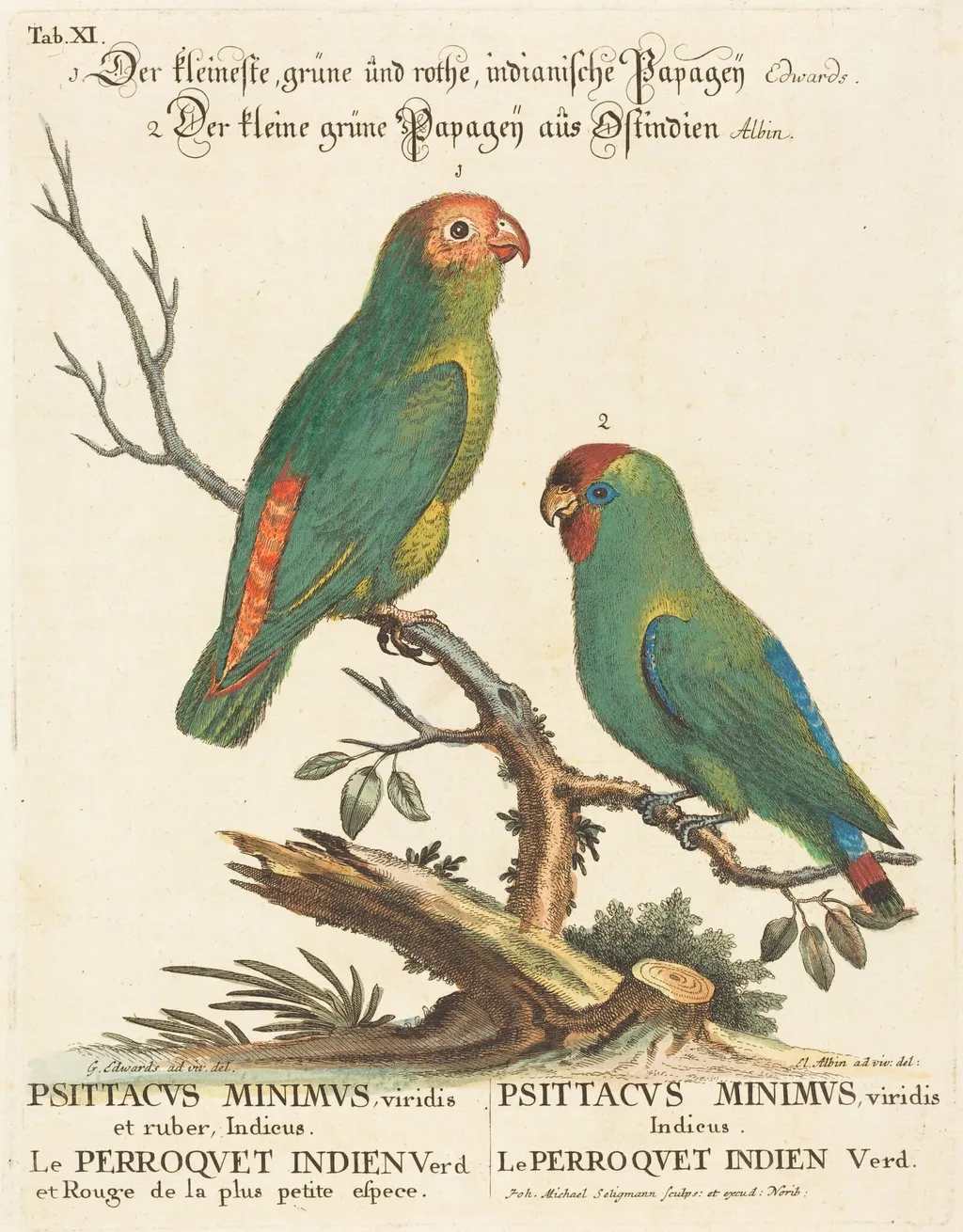 Parrot (Le Perroquet Indien. Psittacus Minimus), by Johann Michael Seligmann, ink, 1741