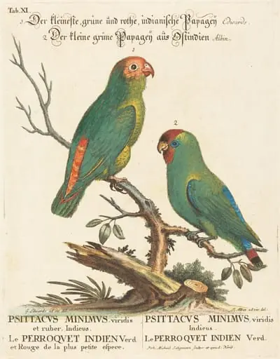 Parrot (Le Perroquet Indien. Psittacus Minimus), by Johann Michael Seligmann