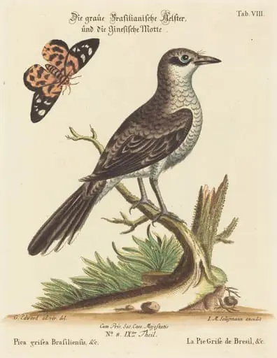 Pica grisea Brasiliensis, by Johann Michael Seligmann