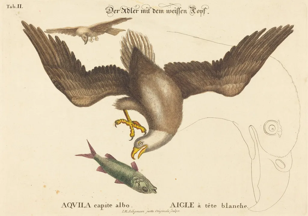 The Bald Eagle (Falco leucocephalus), by Johann Michael Seligmann, ink, 1752