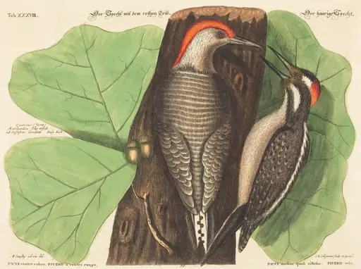 The Red Bellied Woodpecker (Picus Carolinus), by Johann Michael Seligmann