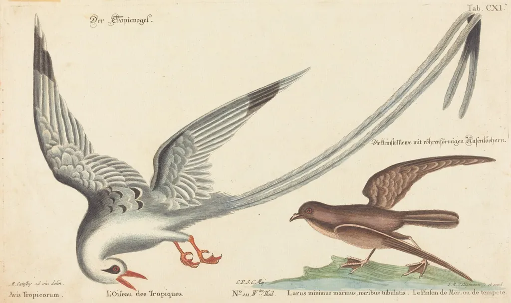 The Tropic Bird (Phaeton aethereus), by Johann Michael Seligmann, ink, 1752