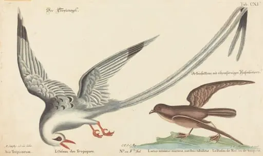 The Tropic Bird (Phaeton aethereus), by Johann Michael Seligmann