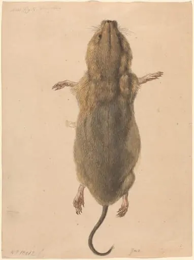 A Field Mouse, from Above, by Johann Rudolph Schellenberg
