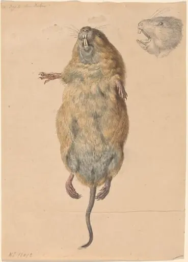 A Field Mouse, from Below, by Johann Rudolph Schellenberg