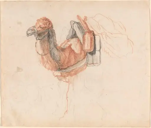 Camel, by Johann Rudolph Schellenberg