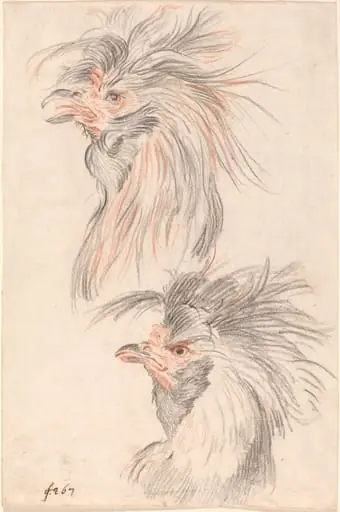 Fighting Cock