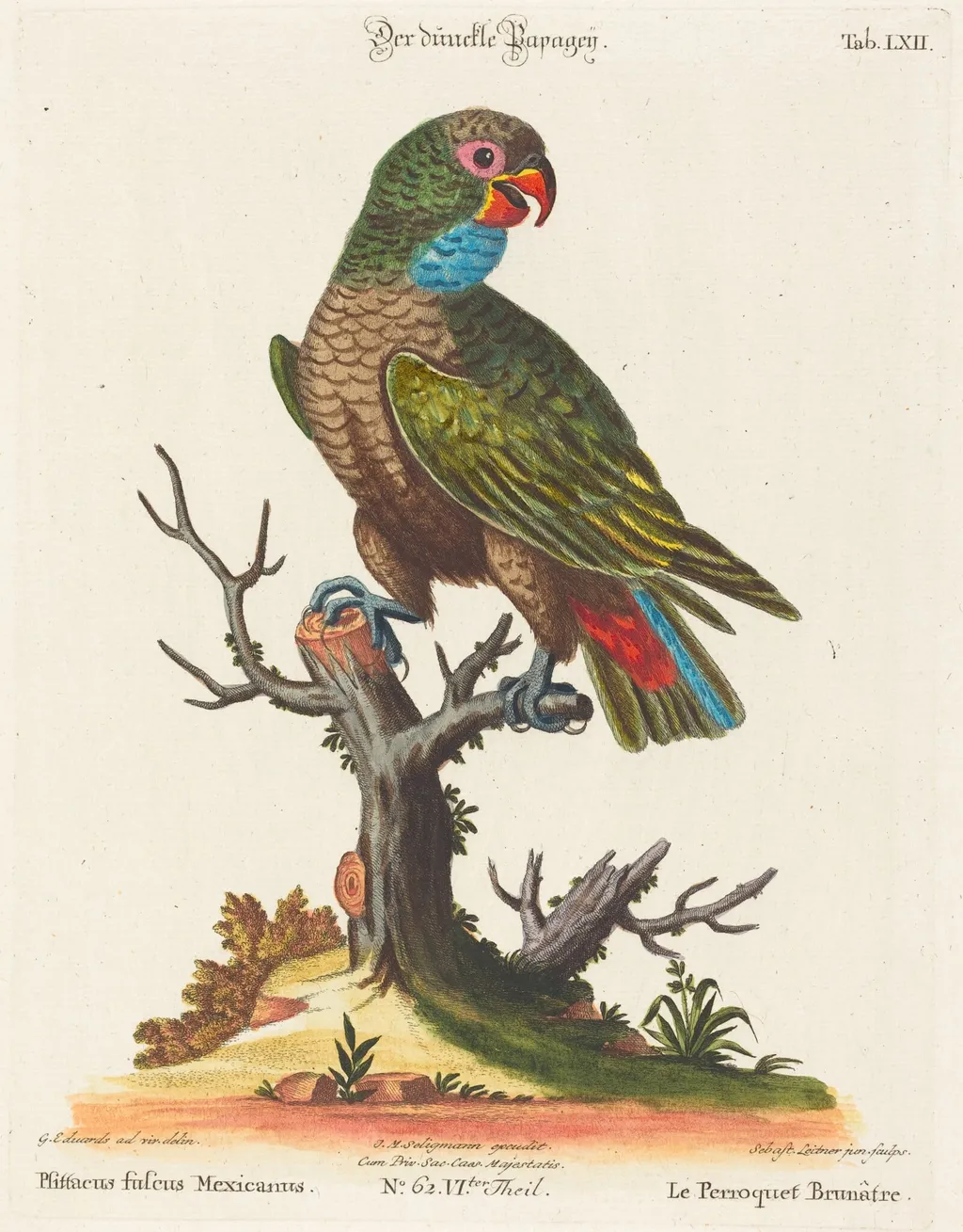 Parrot (Le Perroquet Brunatre. Pfittacus Fulcus Mexicanus), by Johann Sebastian Leitner, ink, 1755