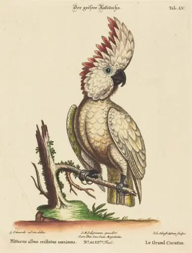 Psittacus albus cristatus maximus, by Johann Sebastian Leitner
