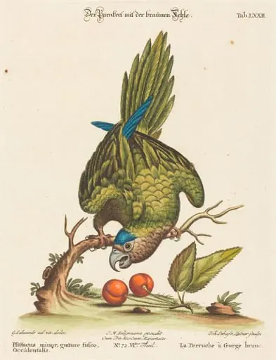 Psittacus minor gutture fusco, occidentalis, by Johann Sebastian Leitner