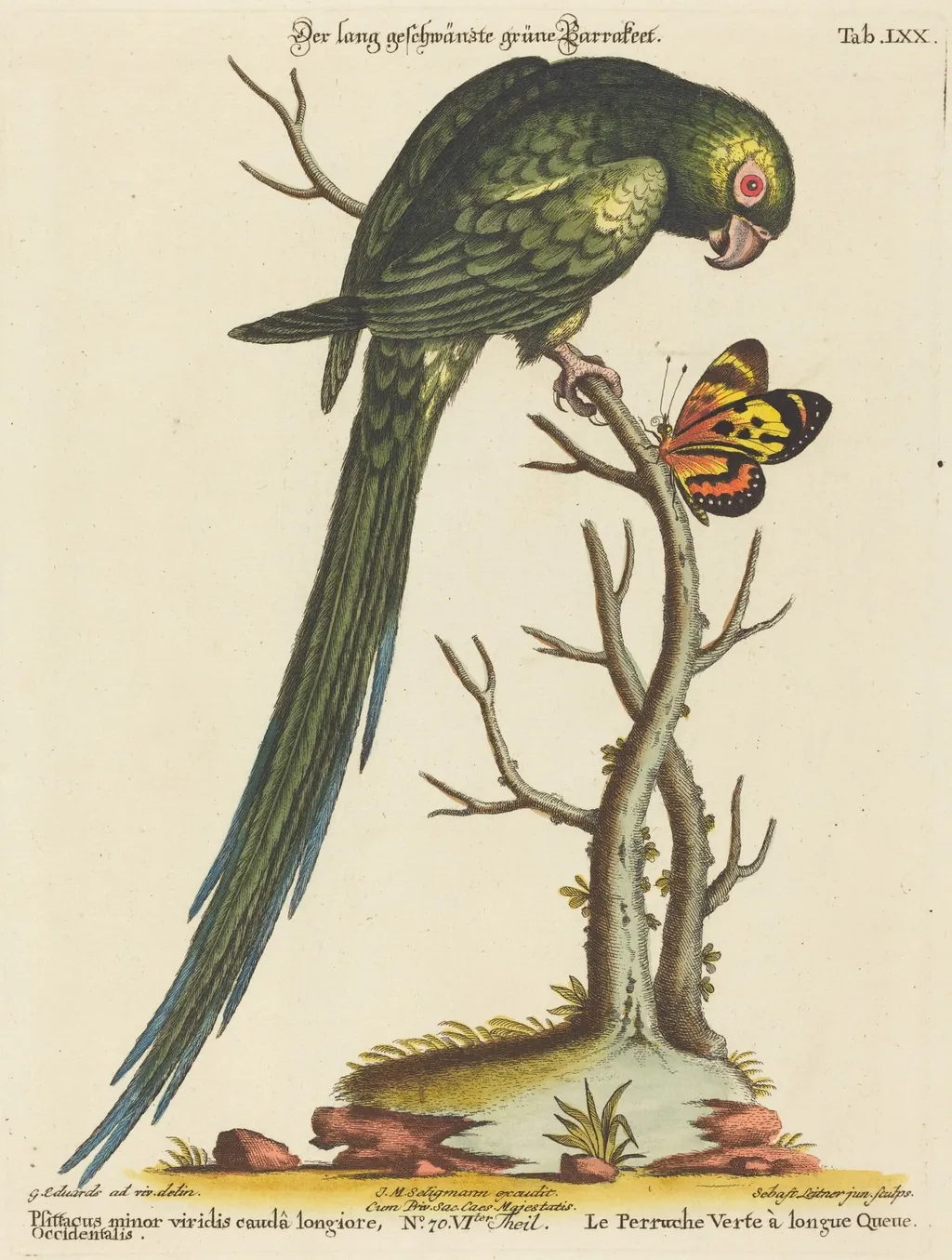 Psittacus minor viridis cauda longiore Occidentalis, by Johann Sebastian Leitner, ink, 1755
