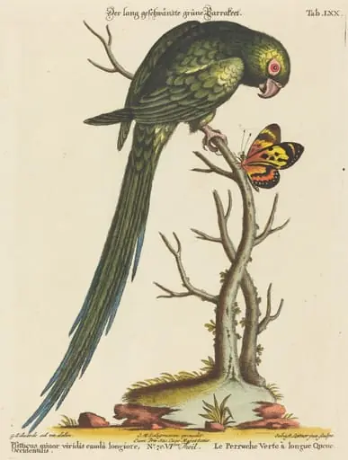Psittacus minor viridis cauda longiore Occidentalis, by Johann Sebastian Leitner