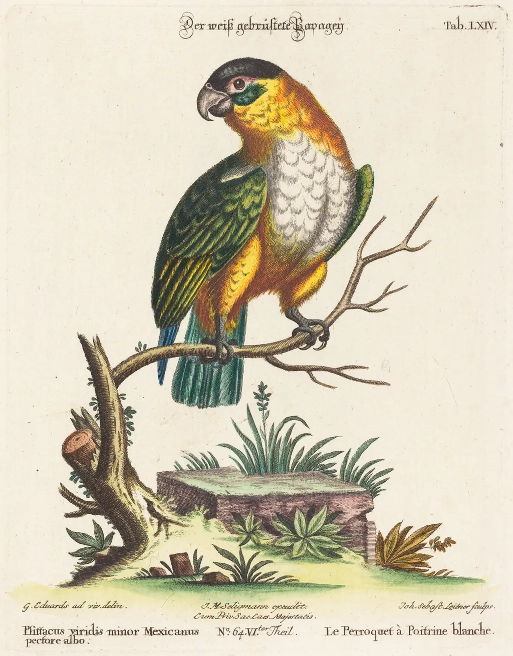 Psittacus viridis minor Mexicanus, by Johann Sebastian Leitner, ink, 1755