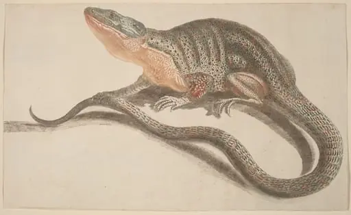 Lizard, by Johann Teyler