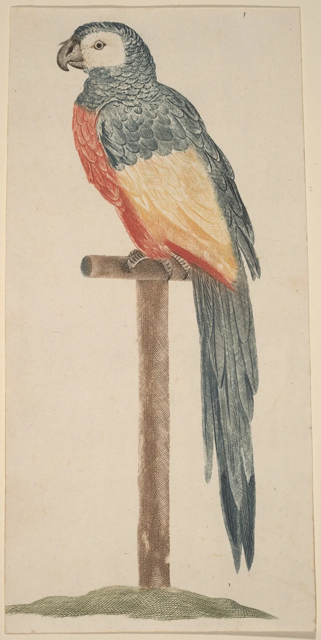 Parrot (Ara), by Johann Teyler, ink, 1691