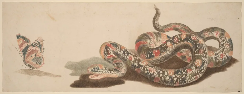 Snake and Butterfly, by Johann Teyler, ink, 1691