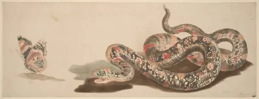 Snake and Butterfly
